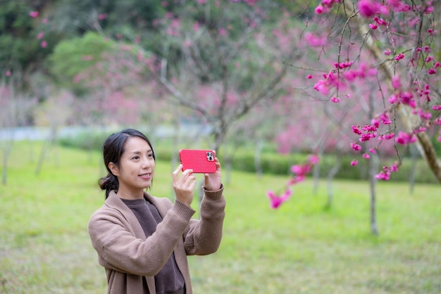 Mulher tira foto da árvore sakura no parque