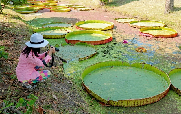 Mulher tirando fotos de Victoria Amazonica Water Lily Pads em uma lagoa coberta de lentilha