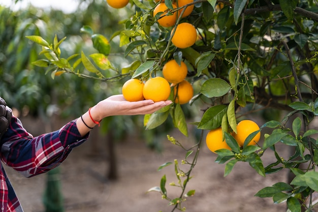 Mulher tomando laranjas de uma árvore. Conceitos de jardim orgânico.