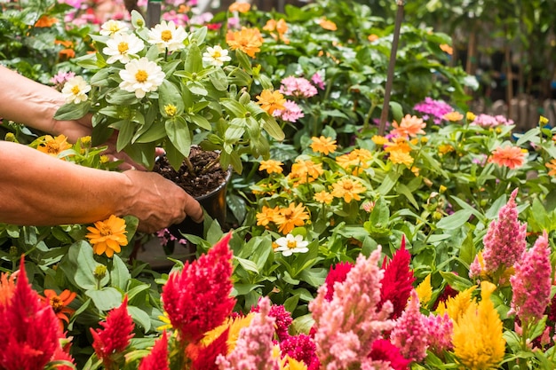 Mulher trabalhadora cuida das plantas floridas no berçário do jardim