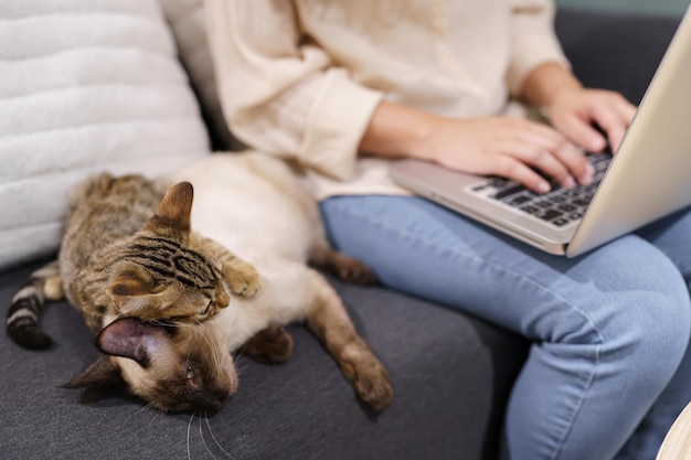 Mulher trabalhando em casa com gato dormindo no laptop assistente de teclado gato trabalhando no laptop