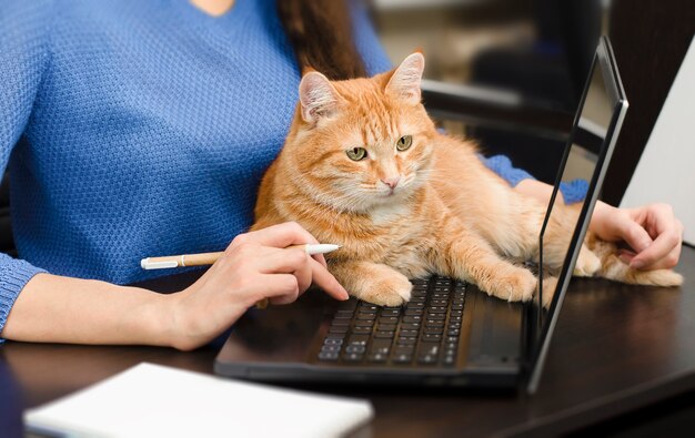 Mulher trabalhando em um laptop com um gato ruivo