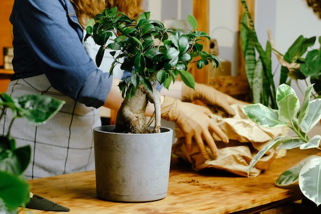 Mulher transplanta planta de casa