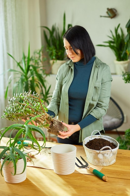 Mulher transplantando a planta Crassula em um novo vaso em casa, Replantando a planta no vaso Hobbies e lazer, Conceito de horta, casa verde, design de Biofilia.