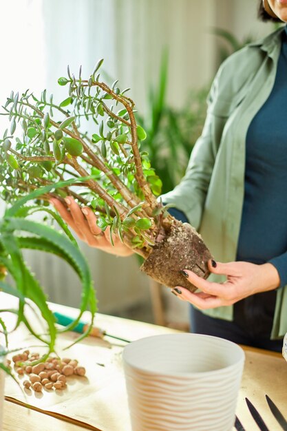 Mulher transplantando a planta Crassula em um novo vaso em casa