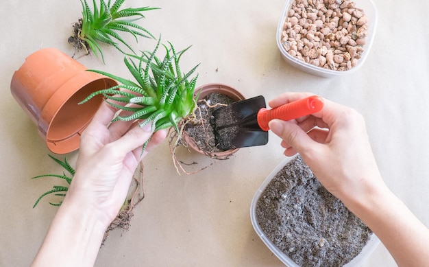 Mulher transplantando Haworthia em pote na vista de cima da mesa Cuidados com as plantas da casa