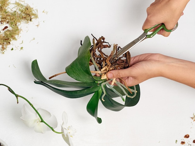 Mulher transplantando orquídea em casa