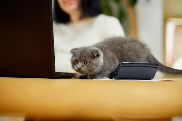 Mulher usa estilo confortável está trabalhando em um notebook preto e gatinho está deitado na mesa