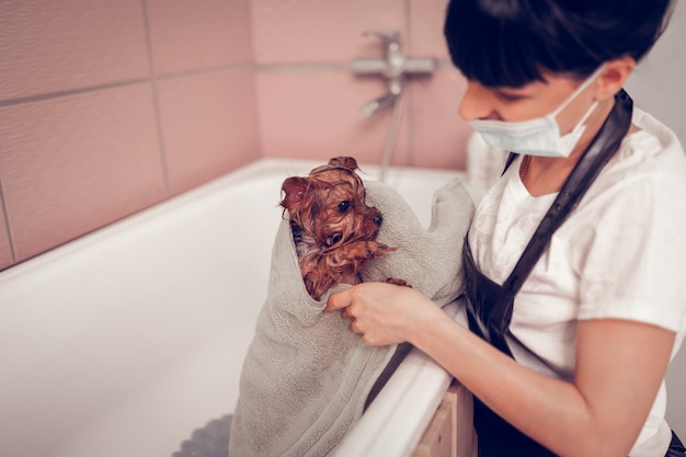 Mulher usando toalha. Mulher de cabelos escuros vestindo uniforme usando toalha enquanto seca o cachorro após a lavagem