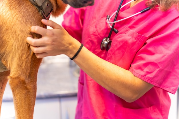 Mulher veterinária de clínica veterinária em um uniforme rosa ao lado de um cachorro marrom com estetoscópio