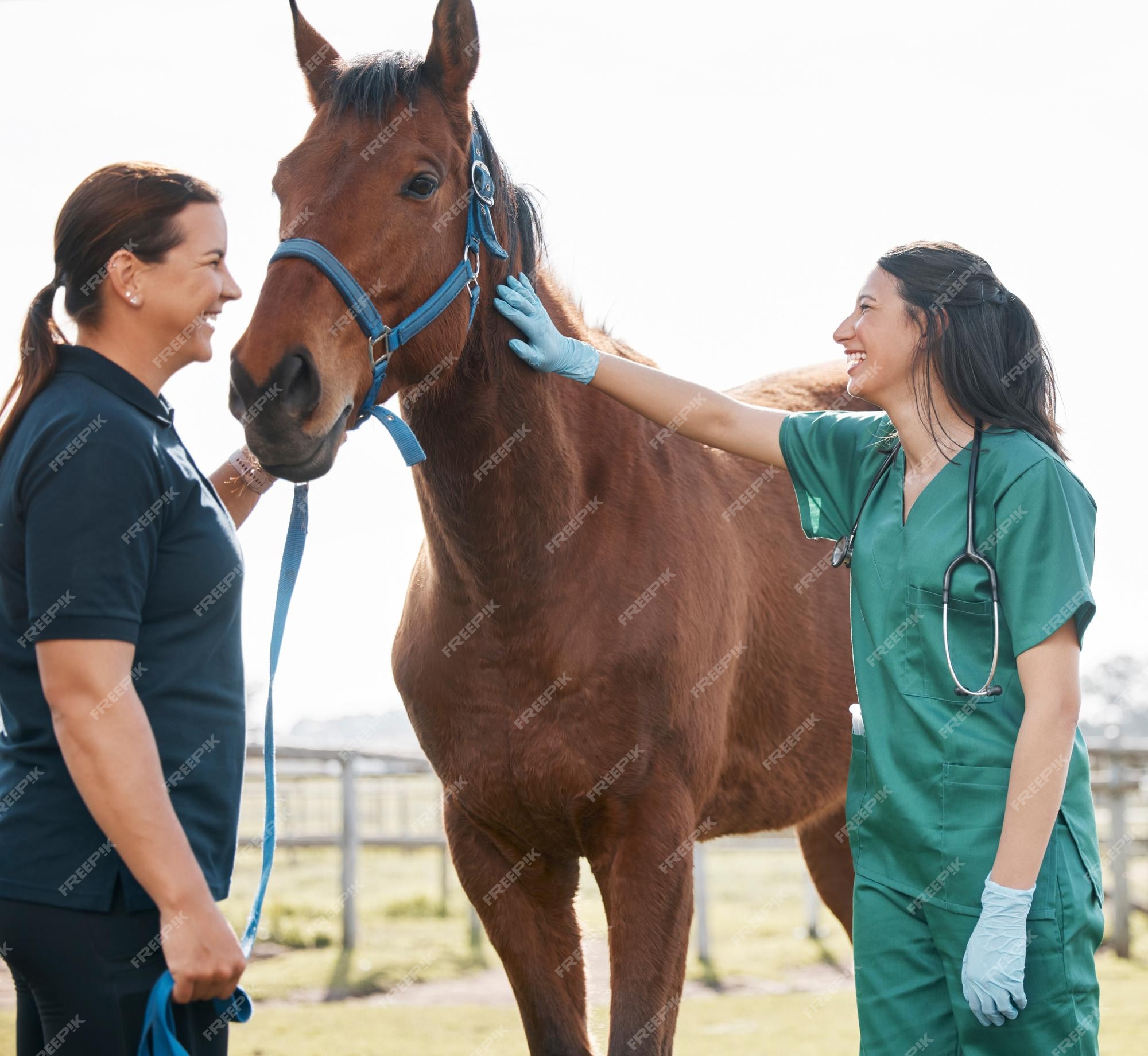 Marcas  Cavalos, Medicina veterinária, Animais de estimação