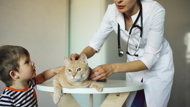 Mulher veterinária examinando gato com dono de menino no consultório médico