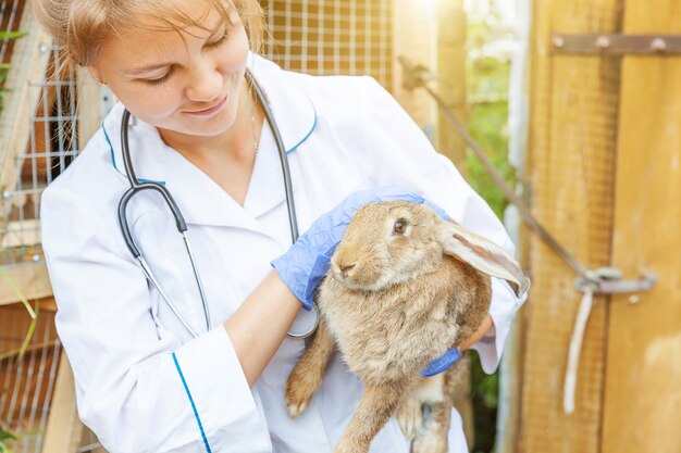 Mulher veterinária nova feliz com o estetoscópio que guarda e que examina o coelho no rancho. Coelho nas mãos do veterinário para check-up na fazenda natural eco. Cuidado animal e conceito de agricultura ecológica.