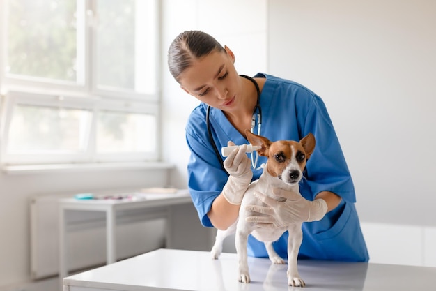 Mulher veterinária preparando tratamento de orelha para um cão pequeno