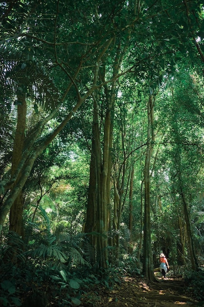 Mulher viajante sozinha caminhando sob a grande árvore na floresta.