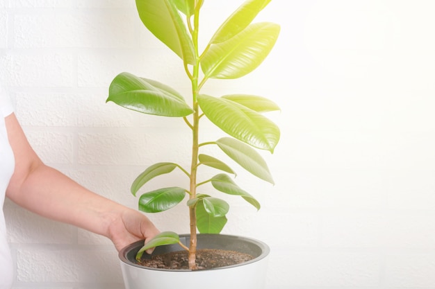 Mulher vira a planta da casa em direção à luz