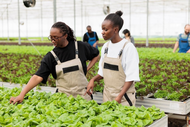 Mulheres afro-americanas cultivando alface em ambiente hidropônico cuidando das plantas para um crescimento ideal. Agricultores de estufa trabalhando em fazenda orgânica inspecionando o desenvolvimento das culturas antes da colheita.