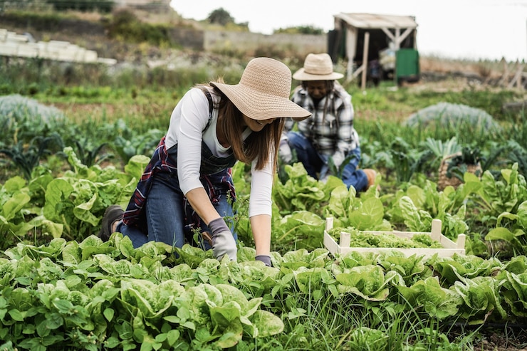 Foto mulheres agricultoras trabalhando em uma estufa enquanto colhem plantas de alface - foco na mulher da frente