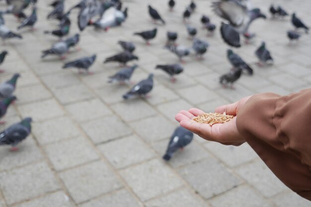 Foto mulheres alimentando pássaros pombos no chão