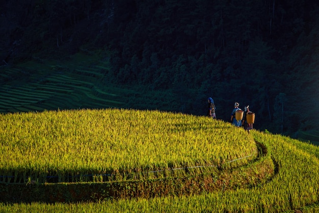 Mulheres andando em campos de arroz em terraços ao pôr do sol em mu cang chai yenbai vietnam