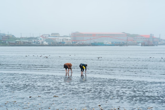 Mulheres coletam mariscos na costa na maré baixa contra o pano de fundo do porto e da fábrica de processamento de peixe em YuzhnoKurilsk