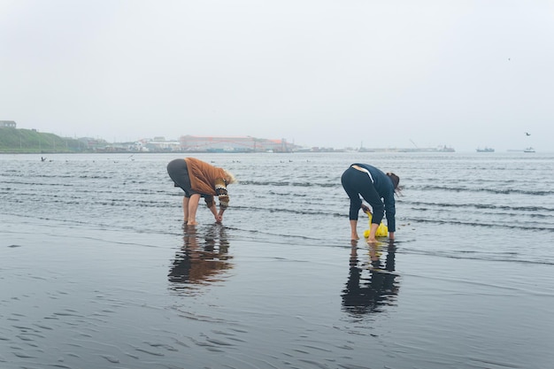 Mulheres das Ilhas Curilas coletam moluscos de surf escondidos na areia na maré baixa