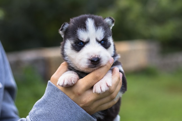 Mulheres jovens tem seu melhor amigo cachorrinho de husky em seus braços. amor por cachorros