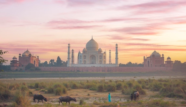 Mulheres pastando vacas em frente ao Taj Mahal