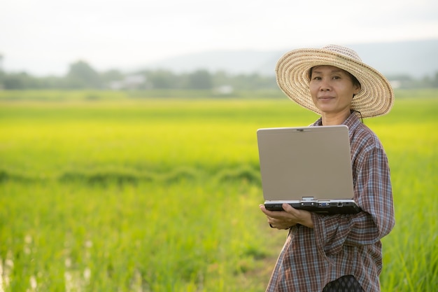 Mulheres segurando laptop e verificando o campo de arroz em uma fazenda orgânica da agricultura