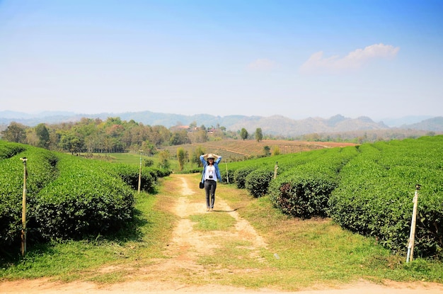 Mulheres tailandesas viajantes viajam e exploram, visitam, tiram fotos com vista, paisagem rural e jardim de terras agrícolas, parque na montanha na plantação de chá Choui Fong em Chiang Rai, Tailândia