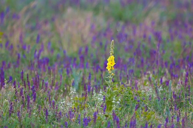 El mullein común