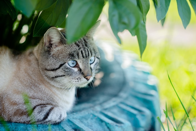 Mullido gato siamés de ojos azules.