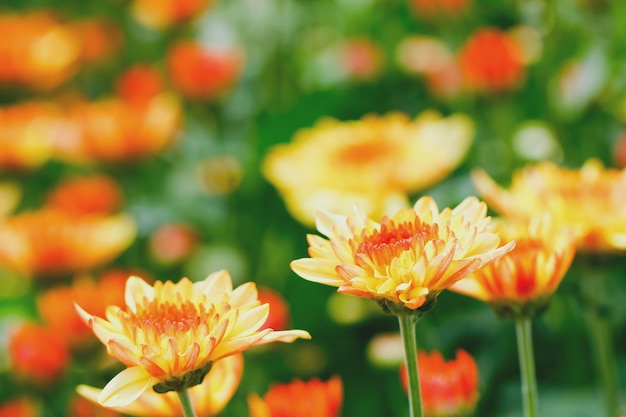 Multi Farbe der Chrysantheme im Garten