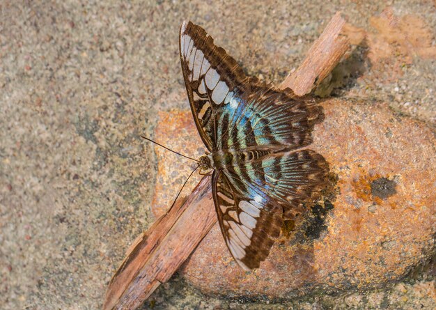 Multi farbiger Schmetterling saugen Nährstoffe vom Boden am sonnigen Tag