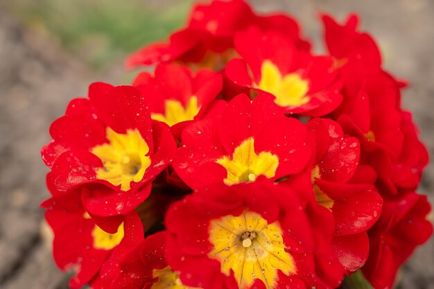 Multicolor Garden Primula Flowers vista superior Prímula Primula Vulgaris flor Vívida Parede viva de Primula Primrose Flores multicoloridas