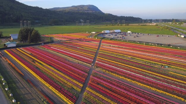 Multicolor, tulipán, campo, hermoso colección de foto