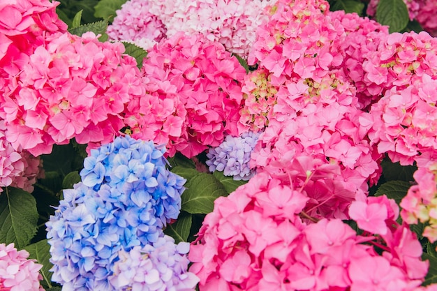 Multicolorido de lindas flores de hortênsia