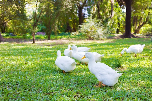Multidão de patos YiLiang de cor branca e ornitorrinco amarelo caminhando no campo verde