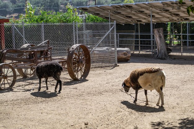 Múltiples cabras pastando en una granja