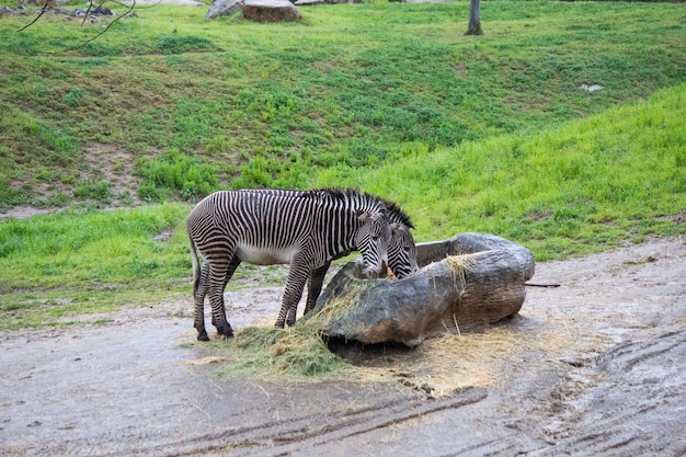 Múltiples cebras comiendo en la hierba