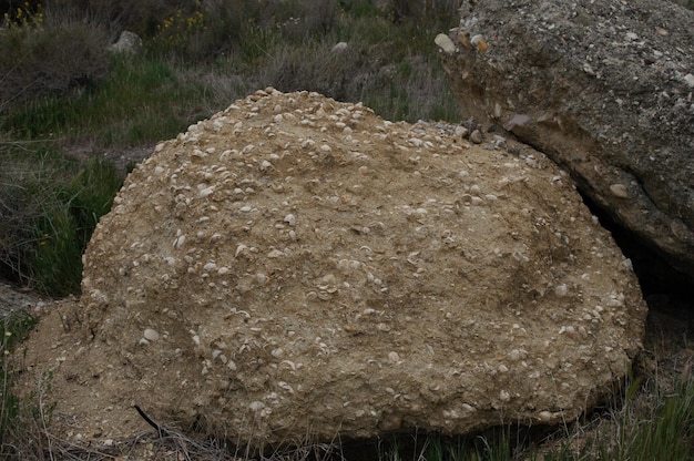 Múltiples fósiles atrapados en la roca.