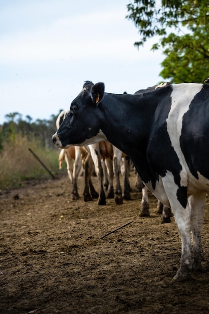 Múltiples vacas hollando saliendo de la finca rumbo a comer pastos