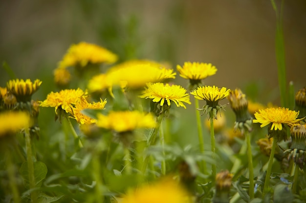 Multitud de dientes de león en un jardín que florece en primavera con colores brillantes y agradables