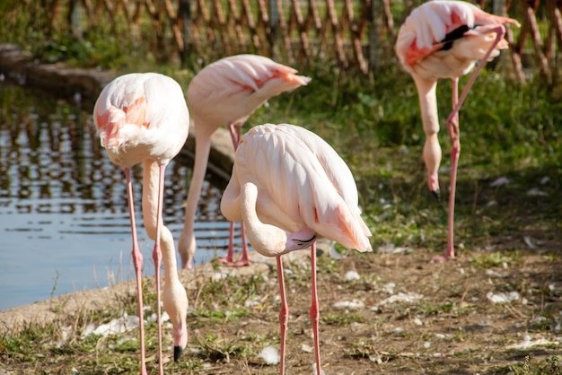 Una multitud de flamencos rosas en la orilla