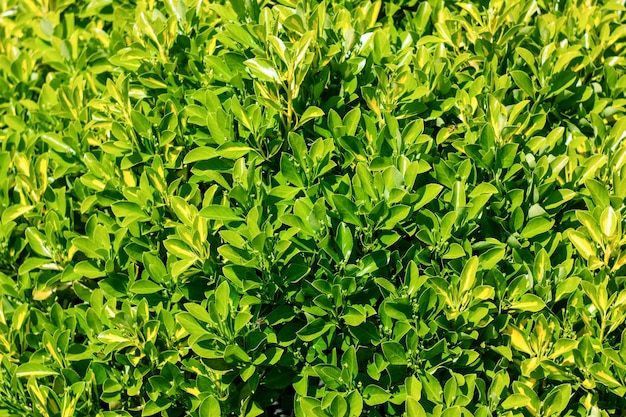 Una multitud de hojas, textura con hojas verdes, fondo de hojas.