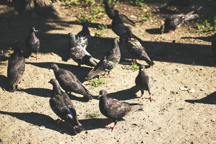 Multitud de palomas en la calle peatonal Grupo borroso de palomas peleando por comida Enfoque selectivo