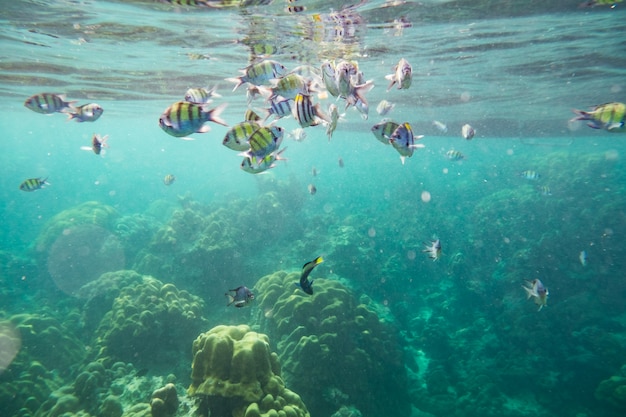 Multitud de peces bajo el agua alrededor del arrecife