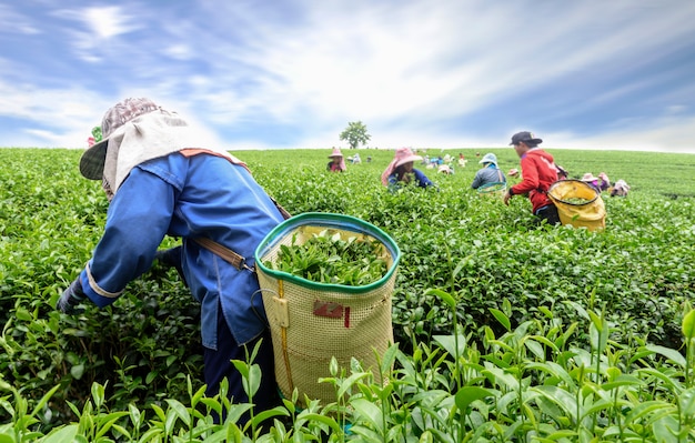 Multitud de recogedor de té recogiendo hojas de té en plantación, Chiang Rai, Tailandia