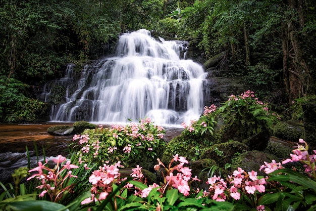 Mundang Wasserfall und Löwenmaulblume am Phuhinrongkla Nationalpark in Phitsanulok. Rosa Habenaria rhodocheila hance wilde Orchidee am Wasserfall in Phitsanulok, Thailand