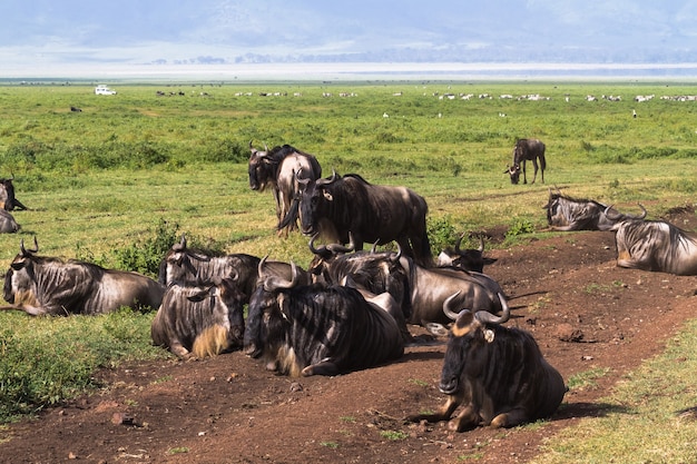 Mundo cerrado Ngorongoro. Tanzania, África